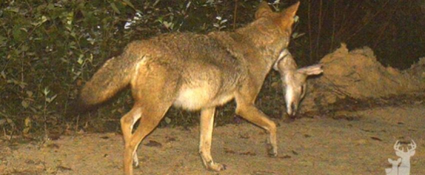 coyote_troy_duff_al_1_574_307_s[1]