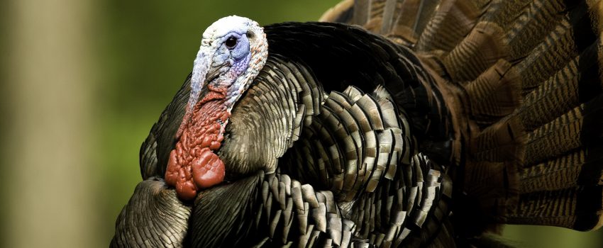 Turkey Display