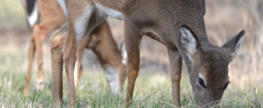 Whitetail deer can see amazingly well while feeding.  Check out these findings.