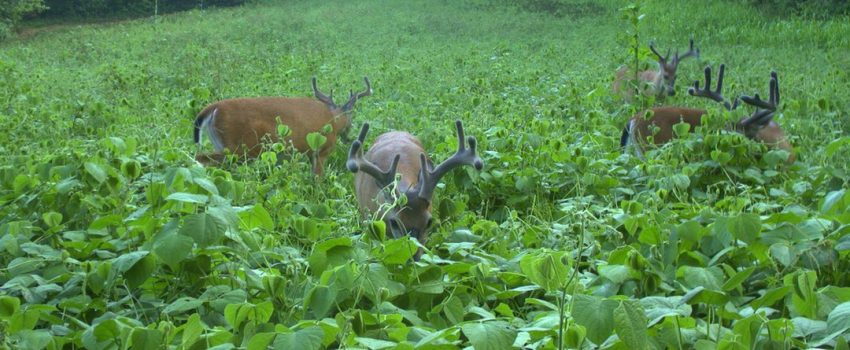 deer-in-lablab_1080x