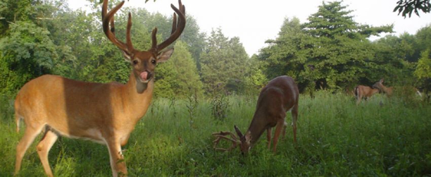 Summer feeding can have positive herd benefits, even  in addition to a food plot.