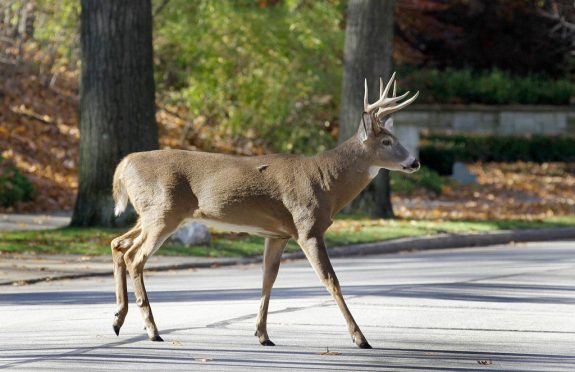 deerjpeg-040d6fad07d7884c