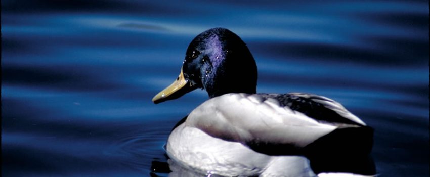 duck Photo by Washington Department of Fish and Wildlife