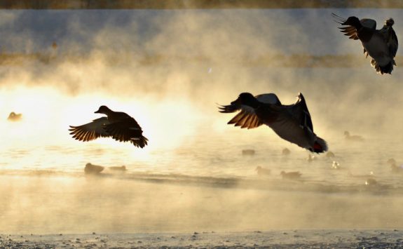 ducks-800x495[1]