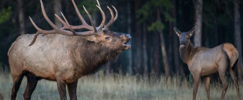 A bugling elk is one of the incredible events a hunter can see.