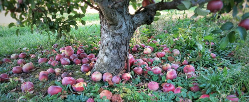Apple Orchard Trees Red Fallen Apples on Ground