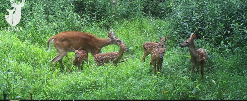 Does this doe have six fawns of her own?  What are the chances?