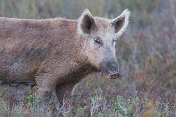 feral_hog