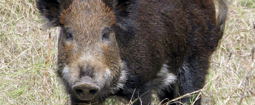 ferral-Hog-11