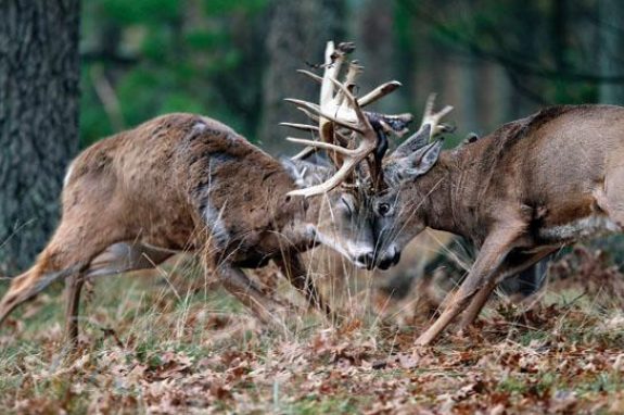 fightclubsound2 Photo by John Eriksson Images on the Wildside
