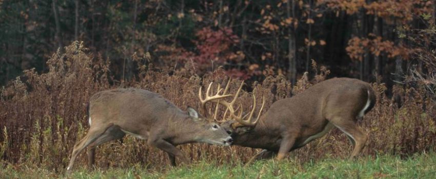 Can a spike buck develop into a B&C animal?