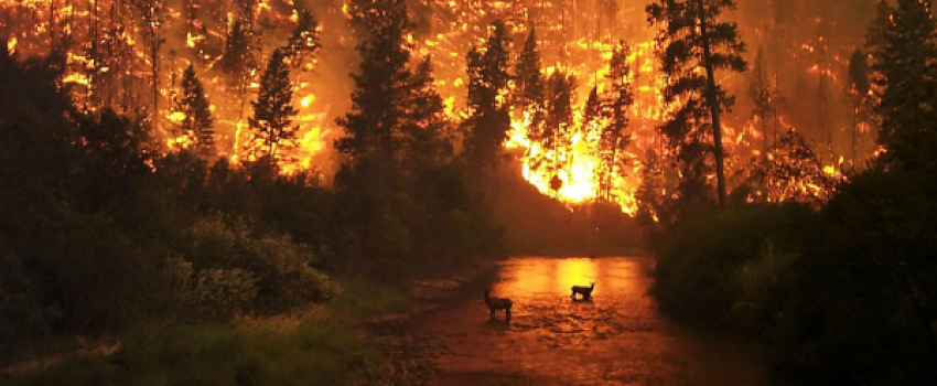 firefeatured_image_post_454612_5