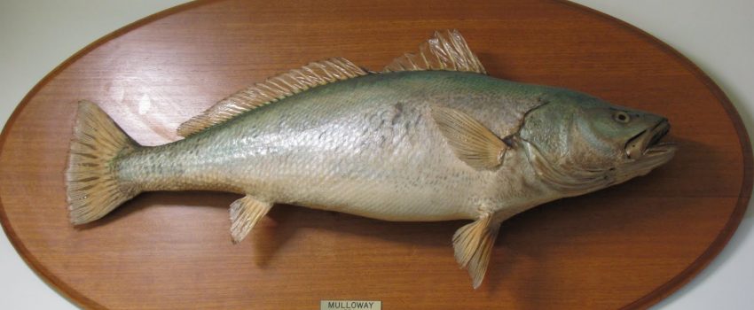 fish