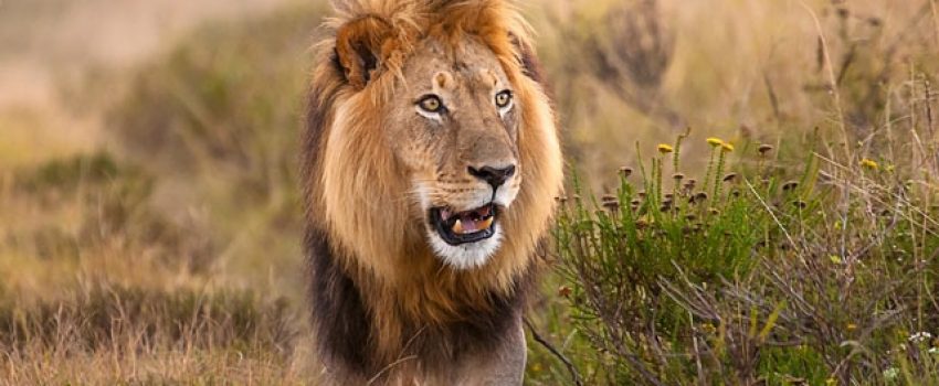 gty_lion_dm_130510_wmain