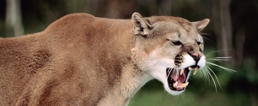 gty_mountain_lion_ll_120702_wg