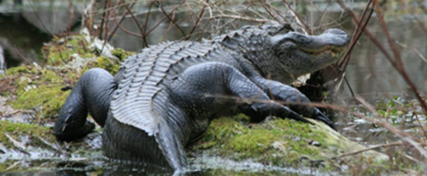 heflin_gator Photo by MDWFP