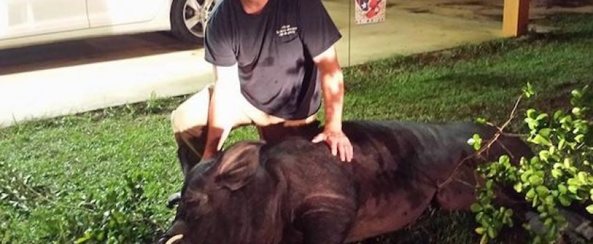 This 820-pound hog was killed in an Alabama back yard.