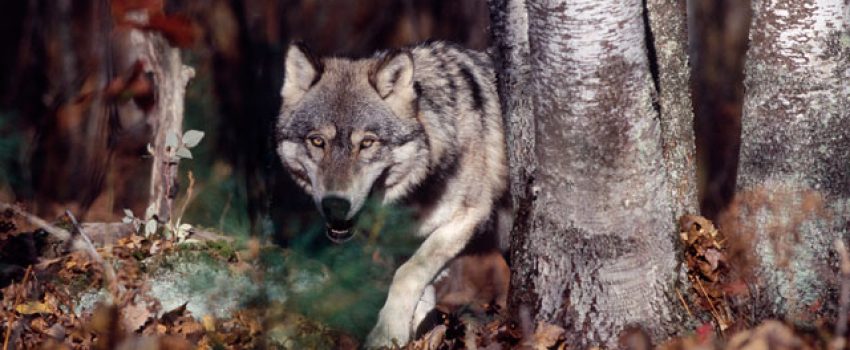 Unless wolves are controlled, scientific wildlife management becomes impossible.