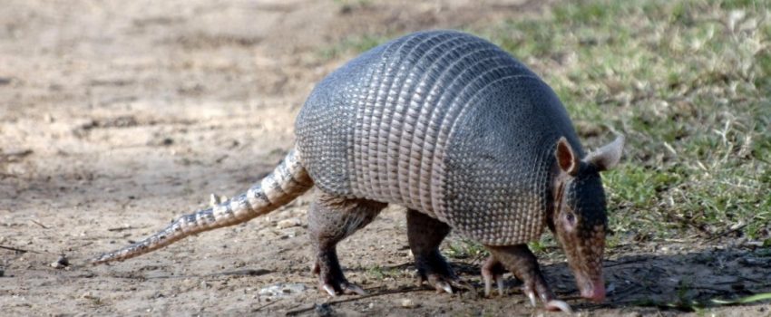 When a Texas man opened fire on an armadillo, one of the bullets bounced back.