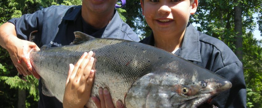 31lb chinook salmon caught near Buoy 10 area