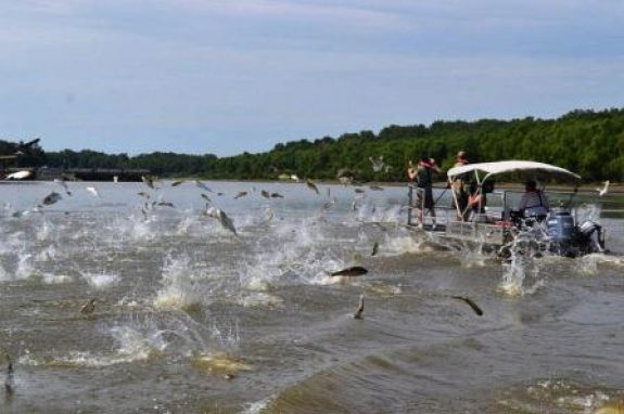 jumpingcarp6420993561_824281d40d_b_web Photo by Illinois College of Agricultural, Consumer and Environmental Sciences