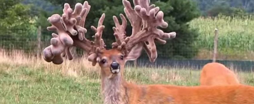 largestwhitetailftd-freakshow