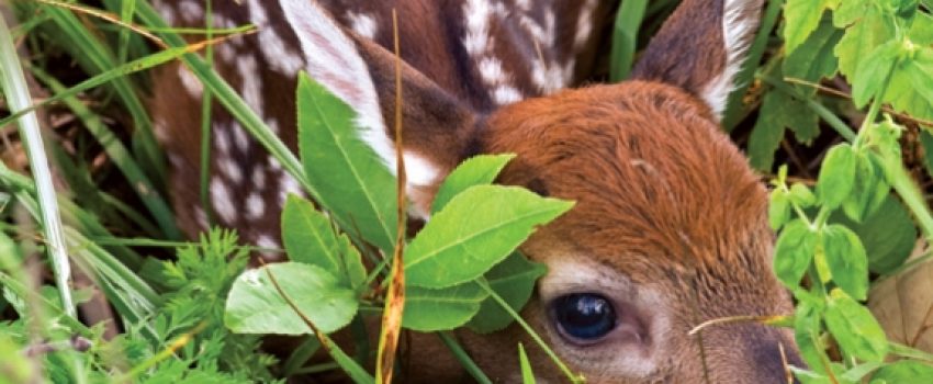 Fawns are among the most beautiful and alluring of animals.  This post eparates fact from fiction.