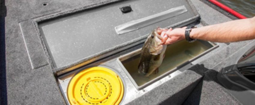 livewell Photo by NY DEC