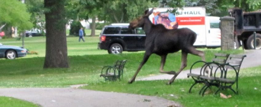 moose3