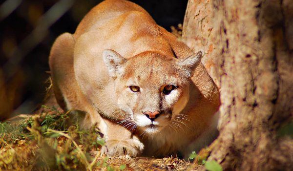 mountain-lion-jr2012