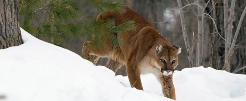 mountainLion