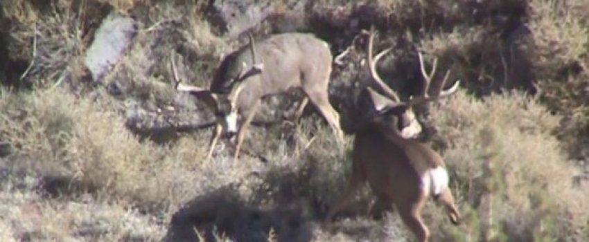 Watch as a younger buck kills an older mule deer buck.  This is graphic and may be difficult to watch.