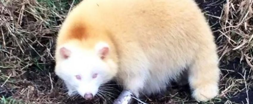 Albino raccoons are quite rare.