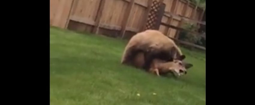A bear takes down an adult deer in a Colorado back yard.