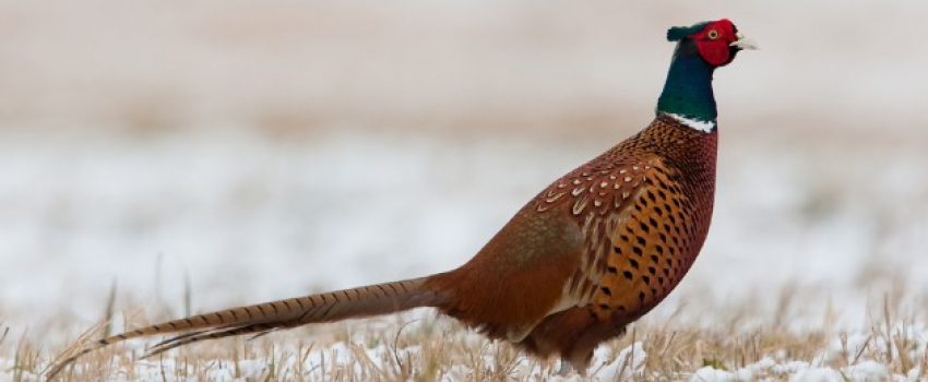 pheasantc8dcd891-8561-460a-8ab4-3fa1c58d496f