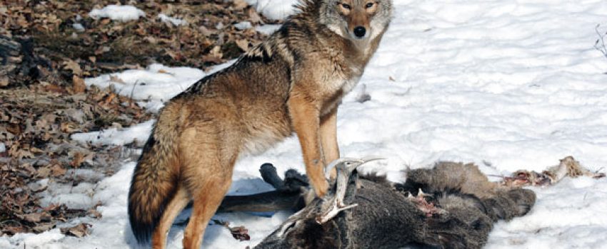 With so much snow on the ground, how are whitetail deer escaping coyotes?