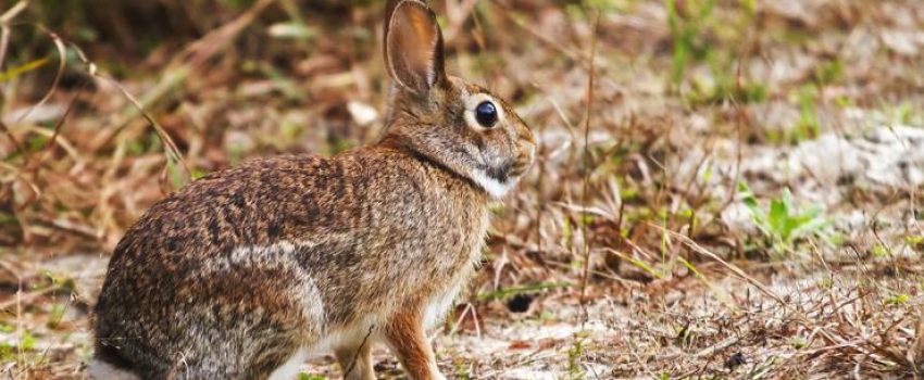 rabbitcbokdavid-shutterstock-cottontail-eastern-rabbit