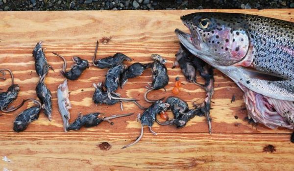 rainbow-trout-shrews Photo by Alaska Department of Fish and Game