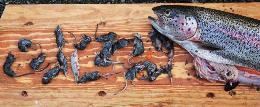 rainbow-trout-shrews Photo by Alaska Department of Fish and Game