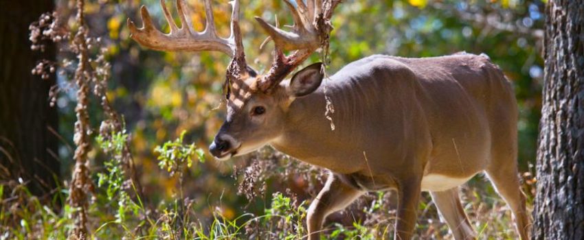 realtree-deer-hunting-lies-siring-big-bucks-shutterstockcritterbiz