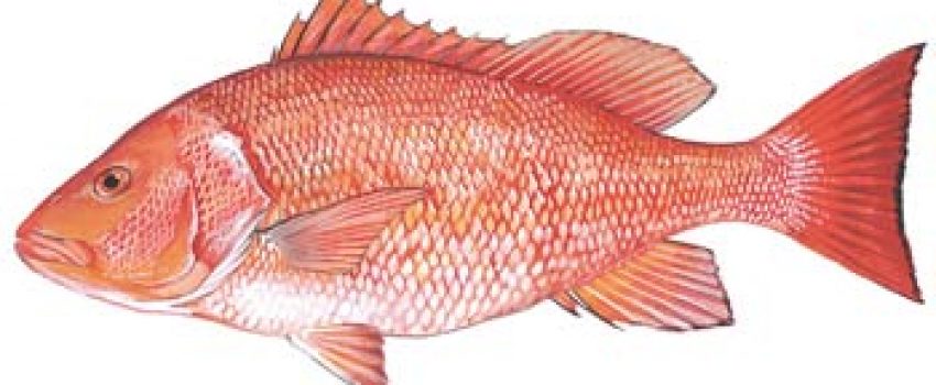 redsnapper