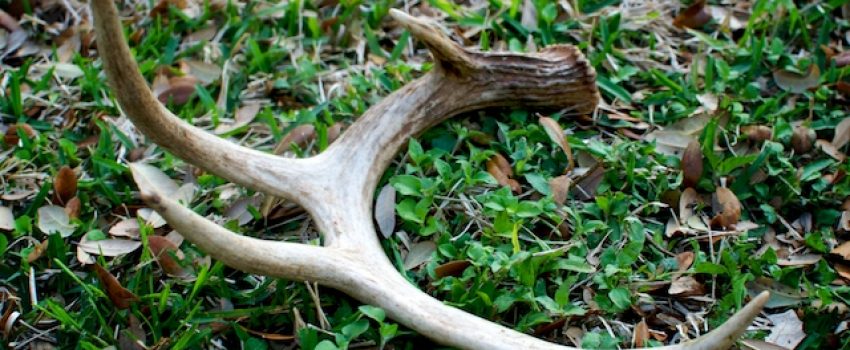 A shed antler is an excellent sign that a big buck made it through hunting season and a good place to begin hunting in the fall.