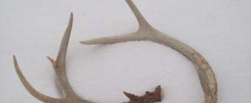 The size of shed antlers will give a clue about buck size in the fall.