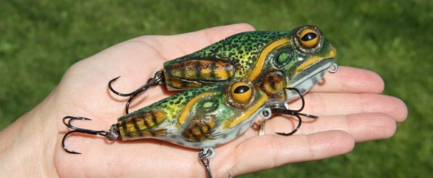 small-frog1 Photo by moreaubaits.com
