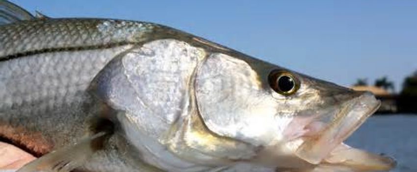 snook_head