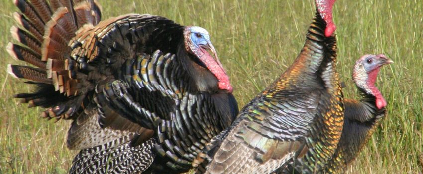 spring-turkeys-carrie-wilson