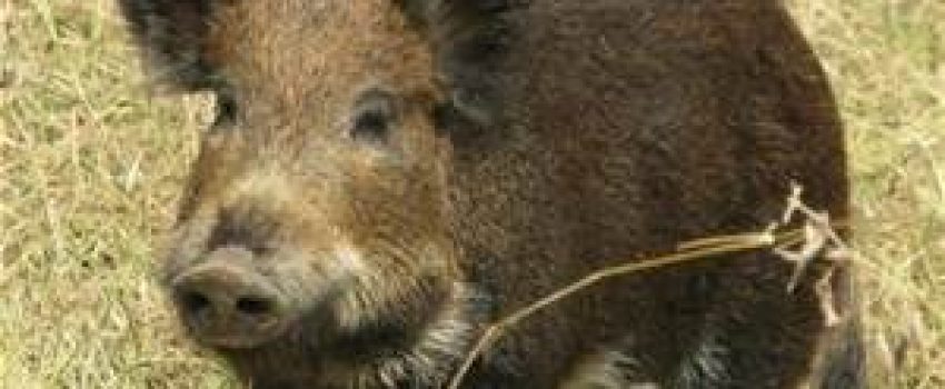 Hog hunting is great fun, even in the rain.