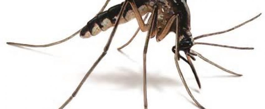 Mosquitoes suck!  Literally, yet why do some people have more problems than others.