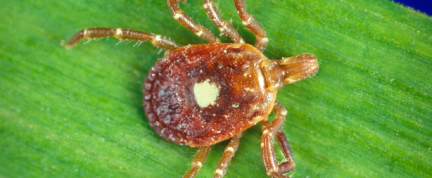 The Lone Star tick is spreading a new disease.
