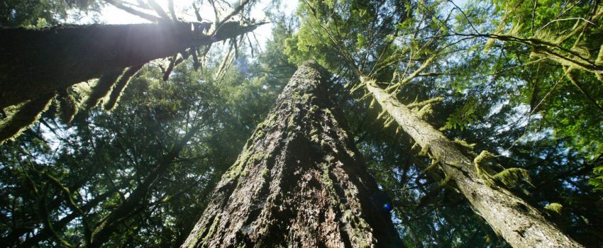 timber-plan-19656363jpg-341d0c99891e478b